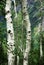 Aspen trees in the Wasatch Mountains