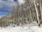 Aspen Trees in a Wintery Forrest