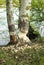 Aspen trunk gnawed by beavers