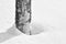 Aspen Trunk in the Snow - B&W Image
