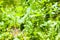 aspen twig with green leaves over meadow in forest