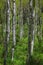 Through the Aspens