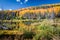 Aspens Along the Bachelor Loop, Creede Colorado