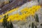 Aspens, Autumn, Crystal Mill Town, Colorado