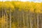 Aspens In Autumn Gold Leaves