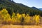 Aspens changing to yellow in the mountains