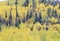 Aspens and first snow near Ridgeway, Last Dollar Ranch Road, Colorado