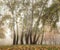 Aspens in the foggy morning