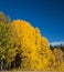 Aspens in full fall color