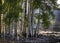 Aspens on a lake side