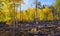 Aspens, Lockett Meadow