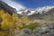 Aspens in Sierra Nevada mountains