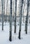 Aspens in snow white winter scene