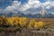 Aspens and Tetons from Willow Flats