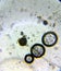 Aspergillus niger the black mold conidia under the microscope