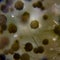 Aspergillus niger under the microscope