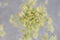 Aspergillus oryzae is a filamentous fungus, or mold that is used in food production, such as in soybean fermentation for education