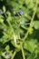 Asperugo procumbens - wild flower