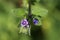 Asperugo procumbens - wild flower