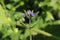 Asperugo procumbens - wild flower