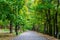 A asphalt alley in the green park