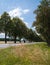 Asphalt highway through a large alley of trees