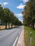 Asphalt highway through a large alley of trees