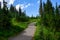 Asphalt hiking path, Nisqually Vista Trail, in Paradise area of Mt. Rainier National Park, WA