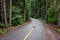 Asphalt nature trail curving in to an evergreen forest, yellow dividing line, Lost Lake Park, Whistler BC Canada