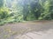 Asphalt parking area with moss and sticks and trees