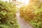 Asphalt path in the city courtyard surrounded by young firs