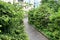 Asphalt path in the city courtyard surrounded by young firs