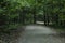 Asphalt path in a dense green forest. Walks in the open air