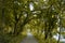 Asphalt path in forest