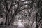 Asphalt path in forest old trees