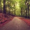 Asphalt path leading among the beech trees at near autumn forest surrounded by fog. Rainy day.