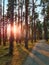 Asphalt path in the park among tall pine trees. Sunbeams and tree shadows. Sunset in coniferous forest