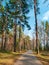 Asphalt path in the park among tall pine trees. Sunbeams and tree shadows. Sunset in coniferous forest.