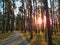 Asphalt path in the park among tall pine trees. Sunbeams and tree shadows. Sunset in coniferous forest