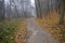 Asphalt path in the woods