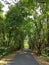 Asphalt path through the woods