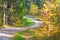 Asphalt pathway in autumn mixed coniferous and deciduous forrest