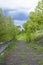 Asphalt pathway among green trees