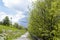Asphalt pathway among green trees