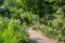 Asphalt pathway through an overgrown garden