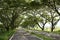 Asphalt after rain in puddles. Road, tunnel of trees. Foliage, s