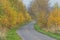 Asphalt road through autumn forest.