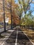 Asphalt road in beautiful golden beech forest during autum