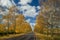Asphalt road in the birch avenue, autumn view. Landscape. n