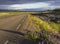 Asphalt road curve to the sea shore coast through rural northern landscape with green grass and purple lupine Lupinus perennis f